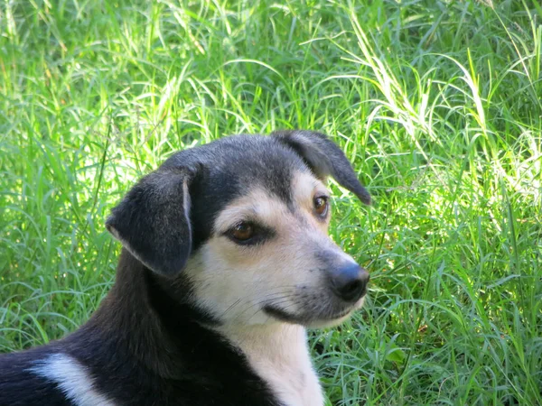 Porträt Eines Schwarz Weißen Hundes Auf Grünem Gras Sommermittag — Stockfoto