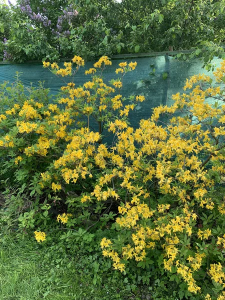 bush of spring blooming orange rhododendrons on a blurry turquoise background in the spring garden