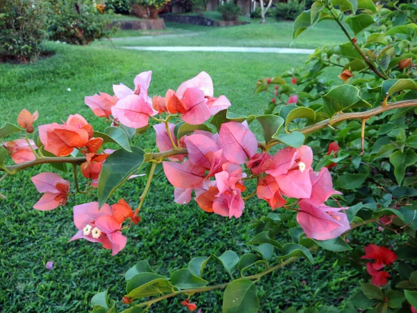 Ramas Florecimiento Buganvillas Color Rosa Claro Contra Césped Verde Los — Foto de Stock