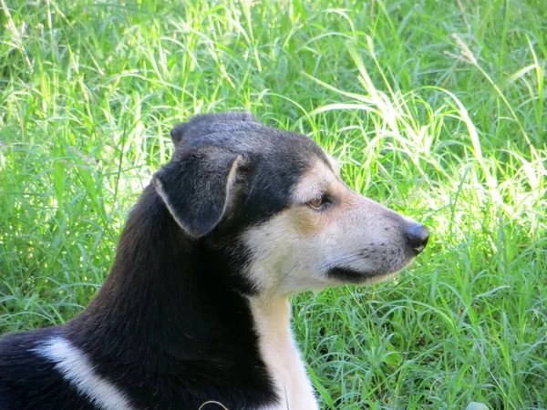 緑の草の上に吊るされた黒と白の犬の肖像画 — ストック写真