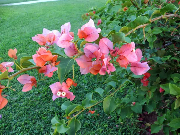 Ramas Florecimiento Buganvillas Color Rosa Claro Sobre Fondo Borroso Hierba — Foto de Stock