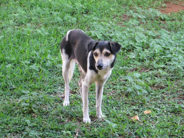 Ganzkörperporträt Eines Schwarz Weißen Hundes Auf Grünem Gras — Stockfoto