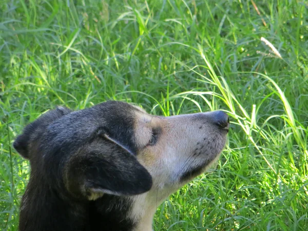 Porträt Eines Schwarz Weißen Hundes Auf Grünem Gras Auf Verschwommenem — Stockfoto