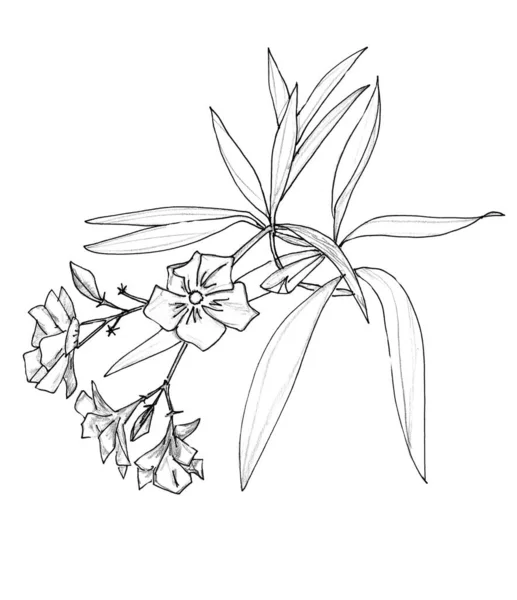 Graphic Black White Linear Drawing Oleander Sprig Flowers Leaves White — Stock Photo, Image