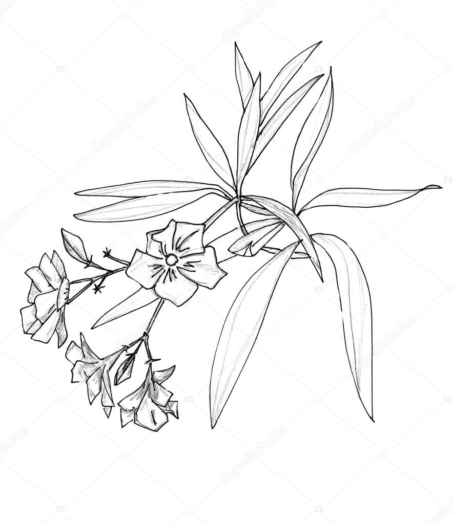 graphic black and white linear drawing oleander sprig with flowers and leaves on a white background