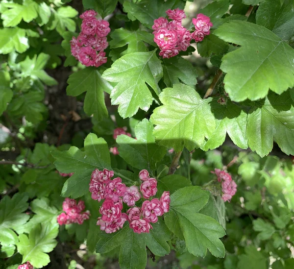 Весна Яркие Соцветия Розового Боярышника Среди Зелени Размытом Фоне — стоковое фото