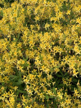 Bir bahar parkında çiçek açan sarı rhododendron çalıları
