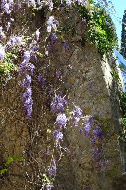 Bahar Parkı 'ndaki bulanık arka planda bahar bereketli leylak kabarcıkları