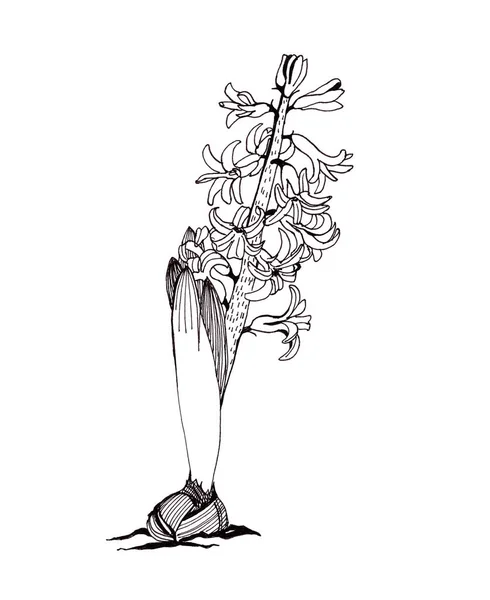 Lineare Grafische Schwarz Weiß Zeichnung Blühender Hyazinthen Mit Zwiebeln Auf — Stockfoto