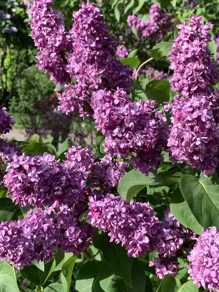 Цветущие Весенние Лилово Фиолетовые Соцветия Выливаются Расплывчатый Фон Весеннем Парке — стоковое фото