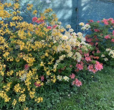 Bahar çiçekleri açan pembe beyaz turuncu rhododendronlar bahar bahçesinde bulanık turkuaz arka planda