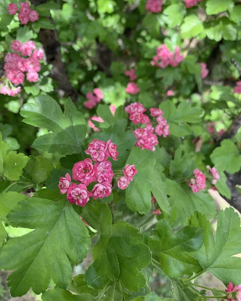 Весняні Яскраві Суцвіття Рожевого Глоду Розмитому Зеленому Тлі Весняного Парку — стокове фото
