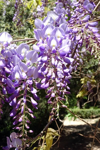 Frühling Üppige Lila Blütenstände Der Glyzinien Auf Verschwommenem Grünem Hintergrund — Stockfoto