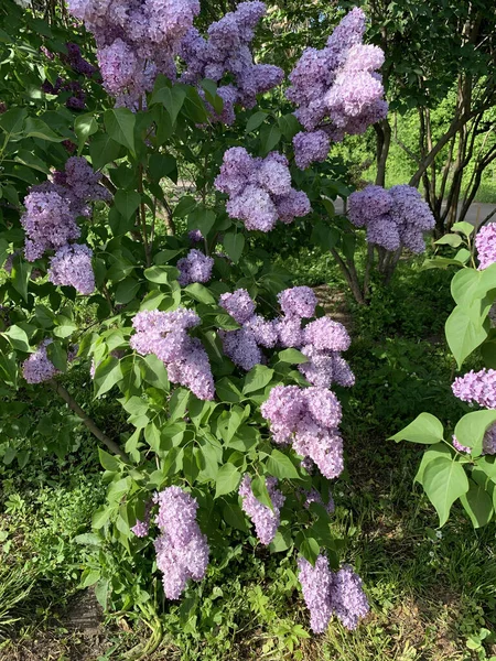 Inflorescences Printanières Lilas Violet Fleurs Sur Fond Flou Dans Jardin — Photo