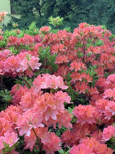 Пышные Кусты Весны Цветущие Оранжевые Рододендроны Размытом Фоне Весеннего Парка — стоковое фото