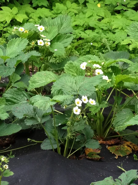 Blanco Delicado Jardín Flores Fresa Sobre Fondo Borroso Jardín Primavera — Foto de Stock