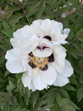 Bahar öğleden sonra bulanık bir arka planda çiçek açan beyaz ağaç şekilli Çin şakayıkları çalılığı.