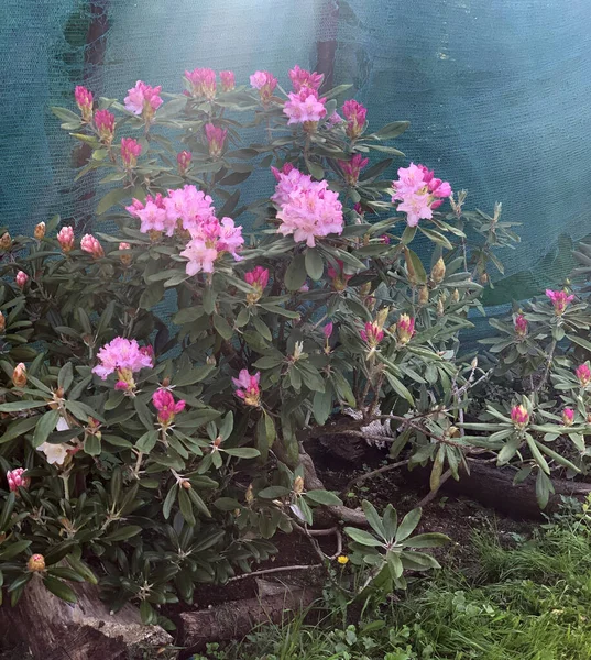 Lussureggiante Cespuglio Primavera Fioritura Rododendri Rosa Uno Sfondo Sfocato Del — Foto Stock
