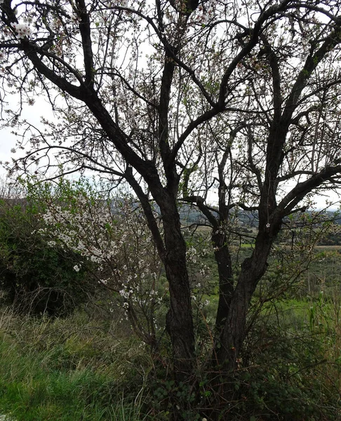 Árbol Floreciente Almendras Primavera Sobre Fondo Borroso Amplio Valle Montañoso — Foto de Stock
