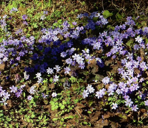 Zarte Frühlingsblumen Der Hepatica Nobilis Auf Einem Verschwommenen Hintergrund Des — Stockfoto