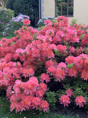 Bahar mevsiminin gür çalıları bahar parkının bulanık arka planında pembe rhododendronlar açıyor.