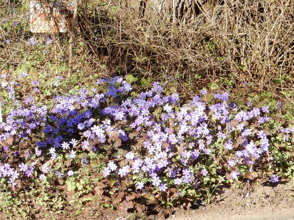 Delicadas Flores Azules Primavera Hepatica Nobilis Sobre Fondo Borroso Bosque —  Fotos de Stock