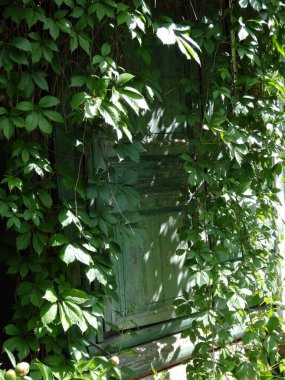 # Eski turkuaz ahşap kapı # # Kızların üzümlerinden bir çalılıkta # # yazın ortasında ve gölgelerinde #