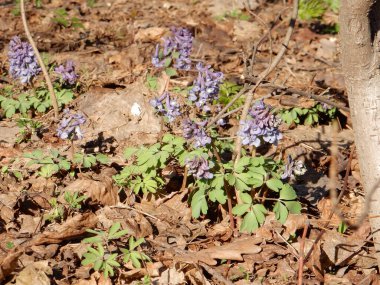 Bahar ormanının bulanık arka planında Corydalis 'in narin bahar leylak çiçekleri
