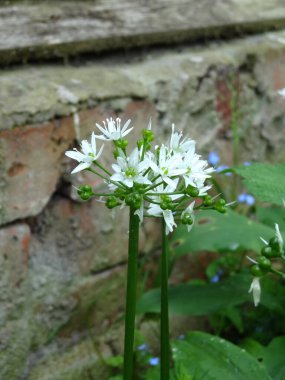 Eski bir taş duvarın bulanık arka planında dekoratif bir soğanın beyaz çiçekleri