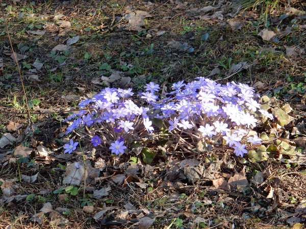 Delicadas Flores Azules Primavera Hepatica Nobilis Sobre Fondo Borroso Bosque —  Fotos de Stock