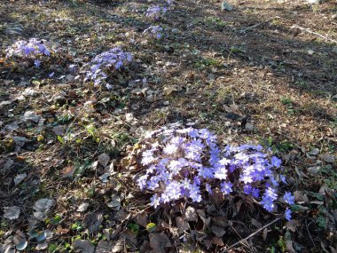 Bahar ormanının bulanık arka planında Hepatica nobilislerinin narin bahar mavi çiçekleri.