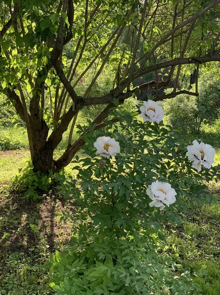 Буш Цветущих Белых Пионов Форме Дерева Расплывчатом Фоне Весной — стоковое фото