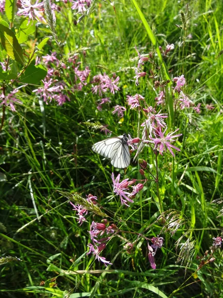 Bílý Motýl Jemných Květinách Otrhaný Robin Rozmazaném Zeleném Pozadí Letní — Stock fotografie
