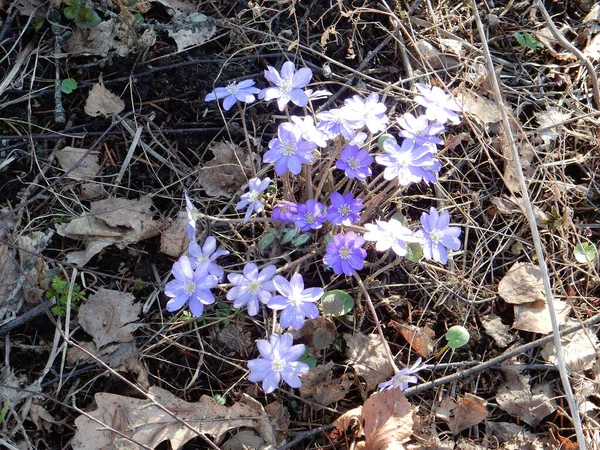 Delicate Spring Blue Flowers Hepatica Nobilis Blurry Background Spring Forest — Stock Photo, Image