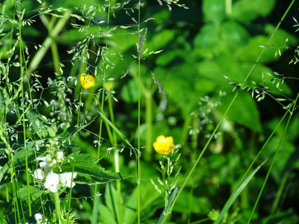 Meadow Grass Bluegrass Düğün Çiçekleri Bulanık Yeşil Bir Arkaplanda Toplanır — Stok fotoğraf