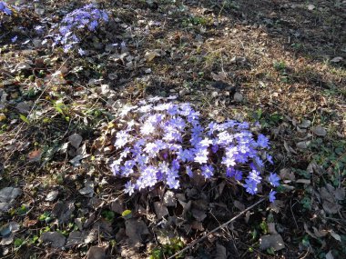 Bahar ormanının bulanık arka planında Hepatica nobilislerinin narin bahar mavi çiçekleri.