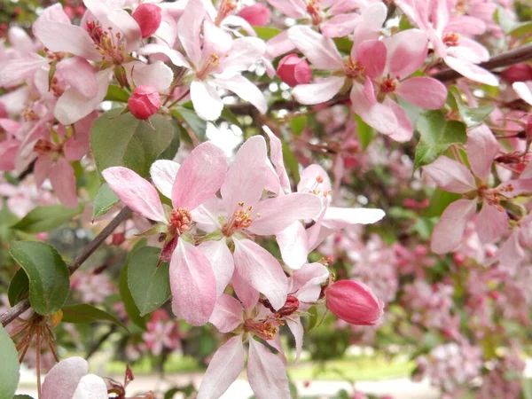 Delikatny Zapach Jasnoróżowy Kwiatostany Dekoracyjnej Jabłoni Rozmytym Wiosennym Zielonym Tle — Zdjęcie stockowe