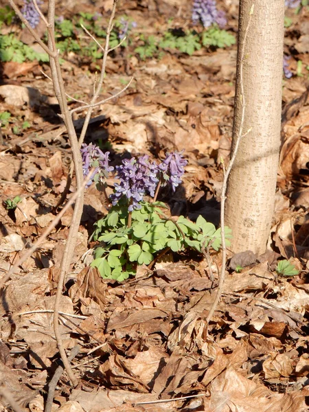 Tender Flores Lilás Primavera Corydalis Fundo Embaçado Floresta Primavera — Fotografia de Stock