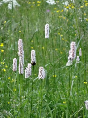 Bulanık yeşil arka planda çiçek açan çayırlar arasında yabanarısı ve kelebek