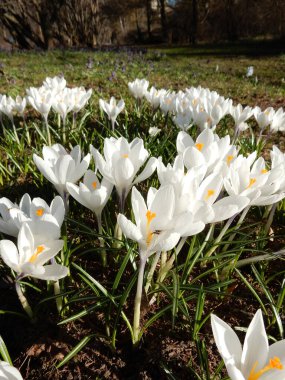 Bahar parkının bulanık arka planında çimlerin arasında beyaz timsahlar.