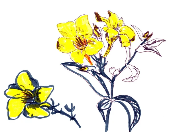 Dibujo Lineal Gráfico Flores Tropicales Color Amarillo Brillante Sobre Fondo —  Fotos de Stock