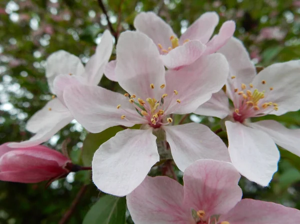 Delikatny Zapach Jasnoróżowy Kwiatostany Dekoracyjnej Jabłoni Rozmytym Wiosennym Zielonym Tle — Zdjęcie stockowe