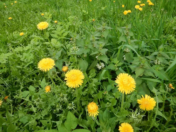 Close Żółty Jasny Wiosna Dandelion Zbliżenie Rozmytym Zielonym Tle — Zdjęcie stockowe
