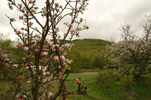 Suaves Manzanos Rosados Con Flores Sobre Fondo Borroso Verdes Colinas — Foto de Stock