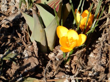 Kahverengi toprağın bulanık arka planında sarı yumuşak bahar timsahları ve geçen yılın yaprakları.