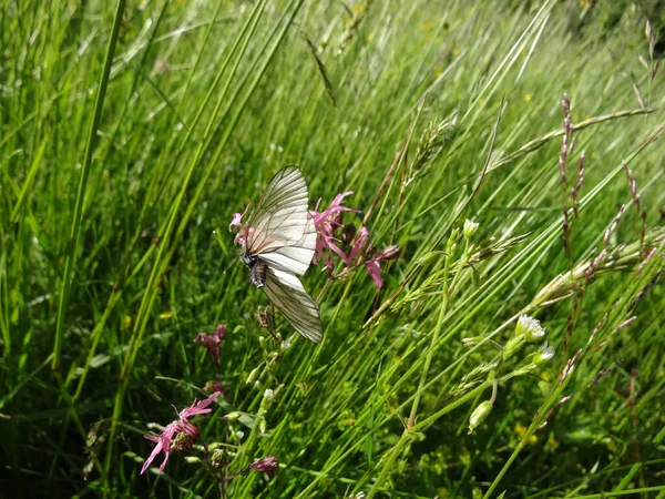 Biały Motyl Delikatnych Kwiatach Poszarpany Rudzik Rozmytym Tle Wiosennego Parku — Zdjęcie stockowe