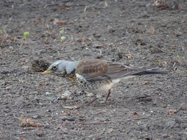 Thrush Fieldfare Early Spring Walks Ground Blurry Background Spring Park — Stock Photo, Image