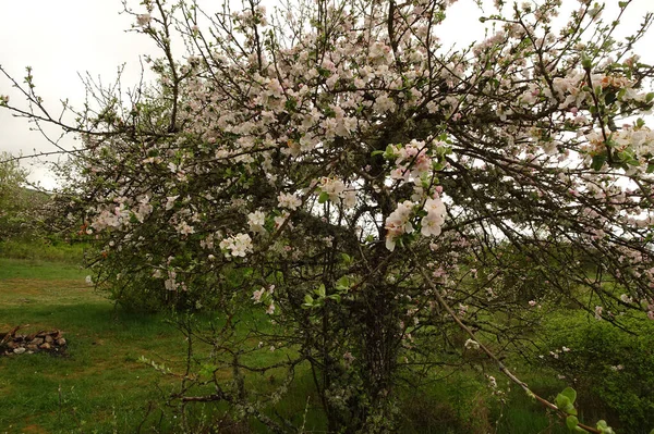 淡淡的粉色 开满了花的苹果树 在朦胧的春天的背景下 在山上 — 图库照片