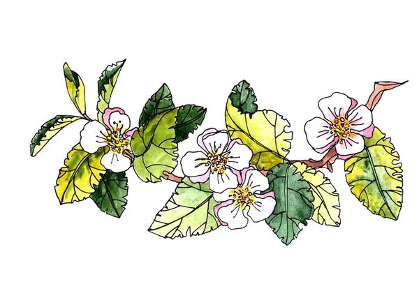Graficzny Wielokolorowy Rysunek Gałęzi Kwitnącej Jabłoni Białym Tle — Zdjęcie stockowe