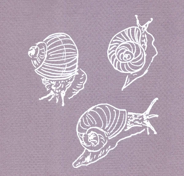 linear graphic drawing of creeping grape snails in white on a lilac background